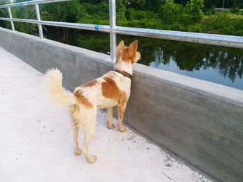 High angle view of dog looking away