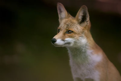 Close-up of a fox looking away