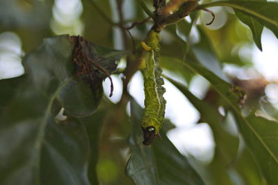 Close-up of fresh green leaves on plant