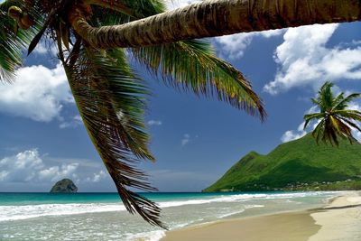Palm trees on beach