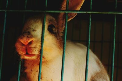 Close-up of a cat in cage