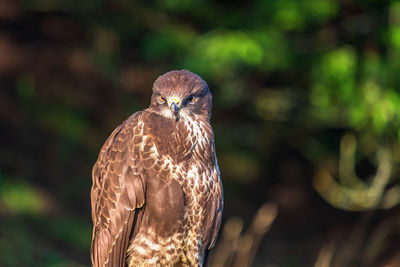 Close-up of owl perching