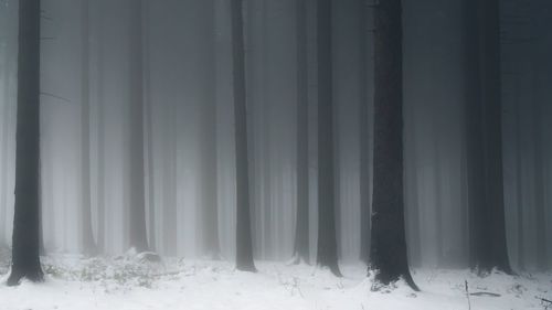 Snow covered trees in forest