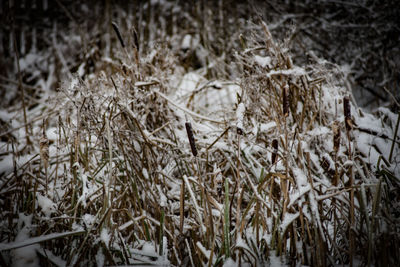 Close-up of plants on snow field