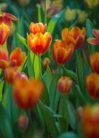 Close-up of orange tulips