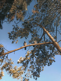 Low angle view of bird perching on tree