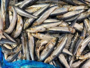 High angle view of fish for sale in market