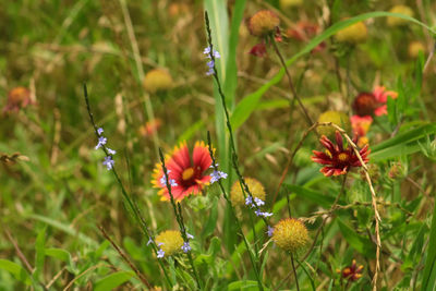 Close-up of red flowers