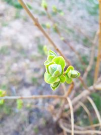 Close-up of plant