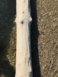 High angle view of tree trunk in forest