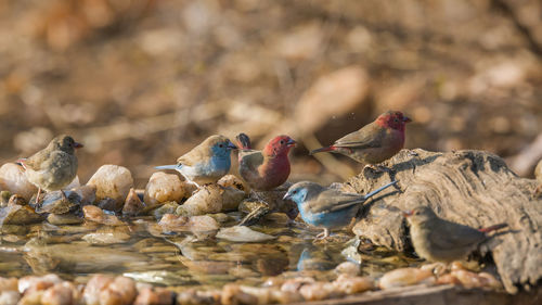 Birds in a lake