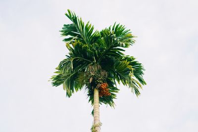 Low angle view of palm tree against sky