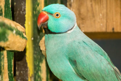 Close-up of parrot perching on wood