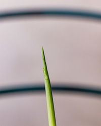 Close-up of green leaf on plant