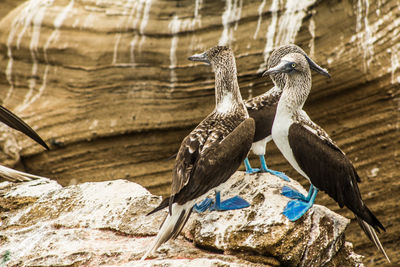 Close-up of bird perching on rock