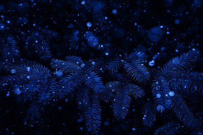 Low angle view of pine trees in forest during night