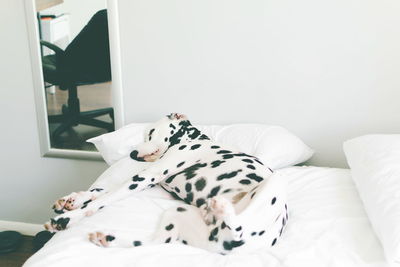 Dalmatian dog sleeping on bed