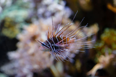 Close-up of moth in sea