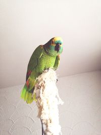 Close-up of parrot perching on post