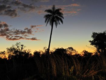 Low angle view of silhouette palm trees against sky during sunset