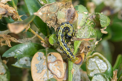 Close-up of insect on plant