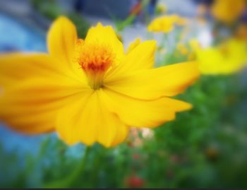 Close-up of yellow flower blooming outdoors