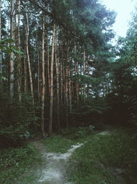 Scenic view of forest