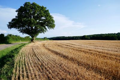 Scenic view of agricultural field against sky