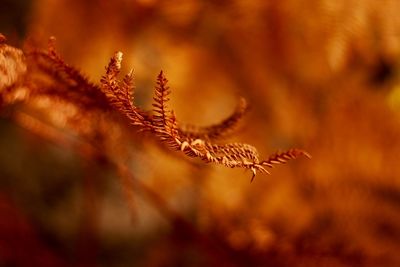 Close-up of leaf