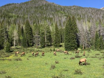 View of sheep grazing in field