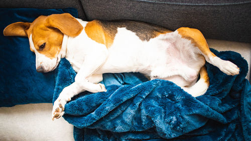 High angle view of dog sleeping on sofa