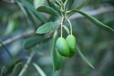 Close-up of fruit growing on tree