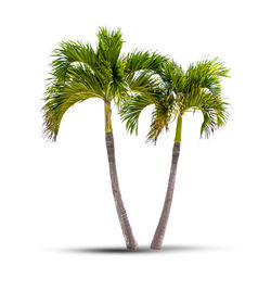 Close-up of palm tree against white background