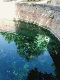 Reflection of trees in water