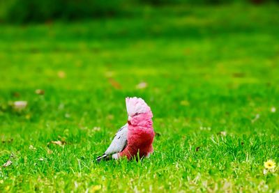 The galah, also known as rose breasted cockatoo