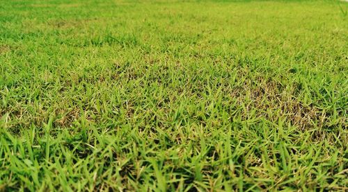 Full frame shot of rice field