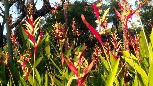 Close-up of plants growing on field