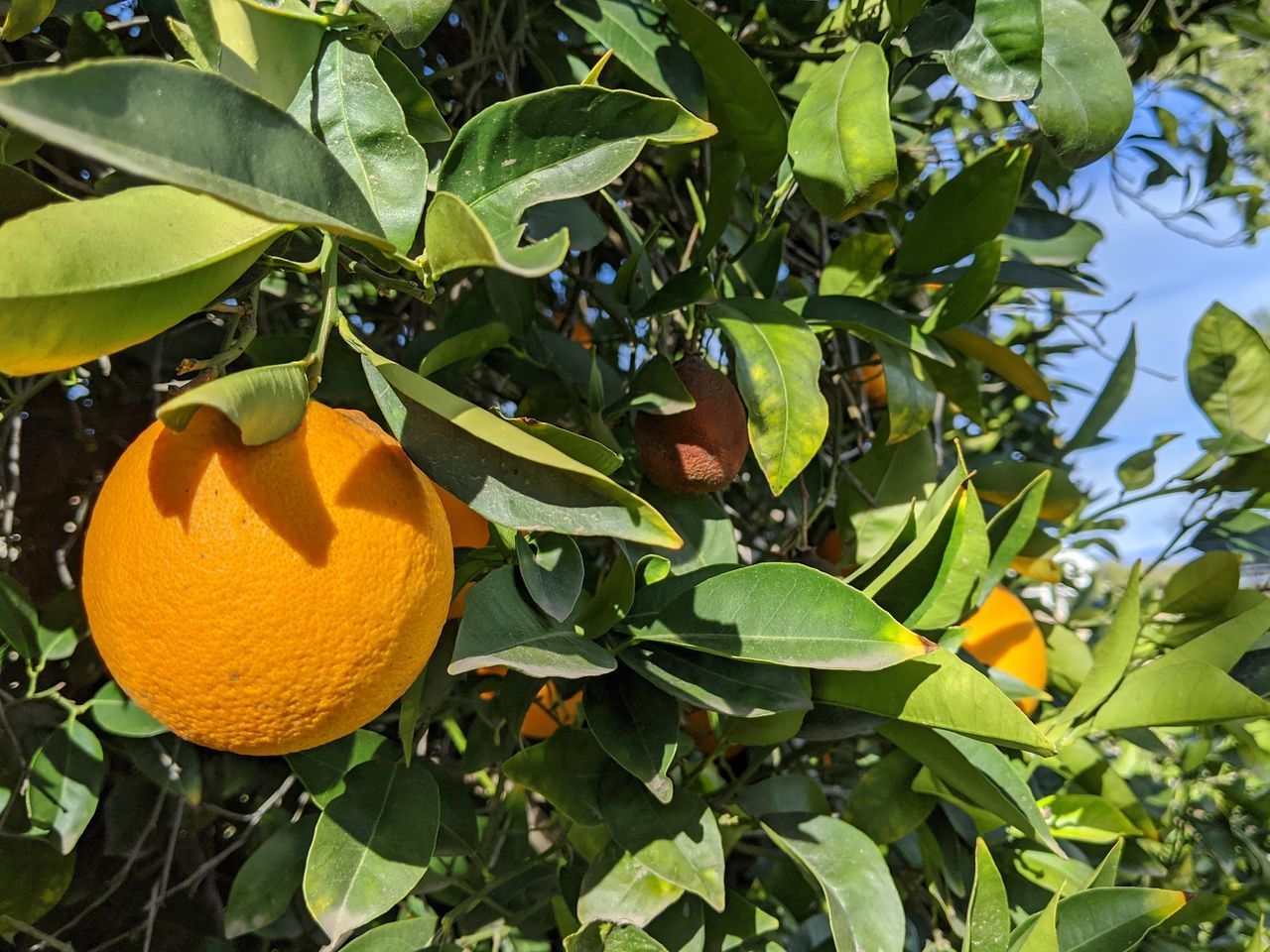 ORANGE FRUIT ON TREE