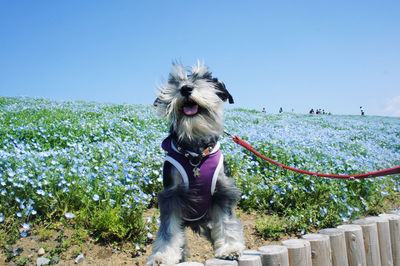 Dog on field against clear sky