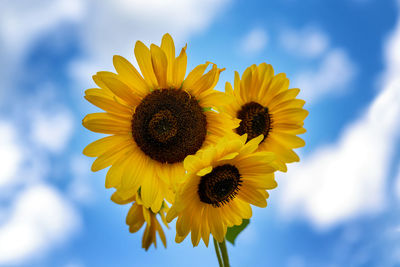 Low angle view of sunflower against sky