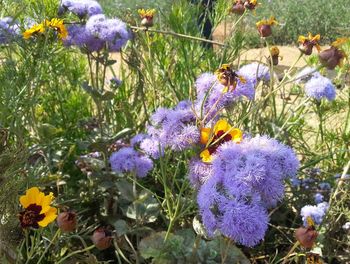 Purple flowers blooming outdoors