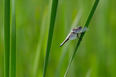 Close-up of insect on grass