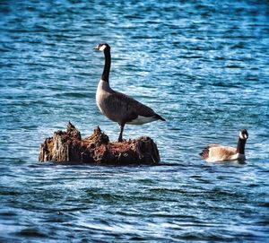 Birds in water