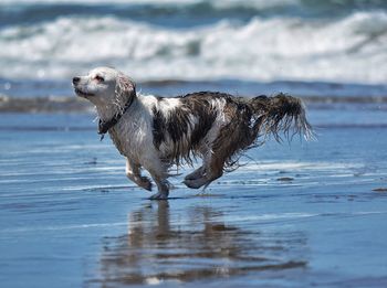 Dog running on wet beach