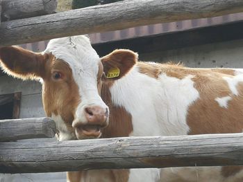 Portrait of cow in pen