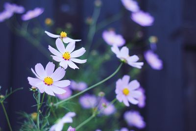 Close-up of white flowers