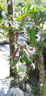 Trees growing in forest