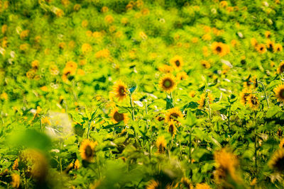 Close-up of bee on yellow flower in field