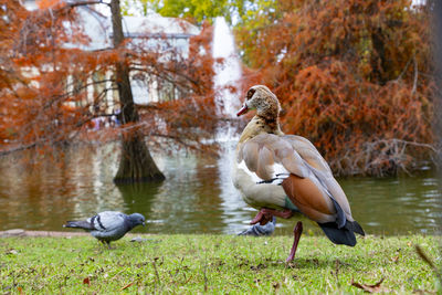Duck on field