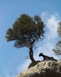 Low angle view of tree against sky